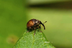 Nanophyes brevis