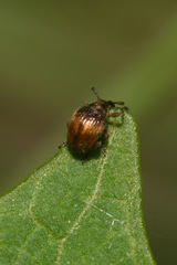 Nanophyes brevis