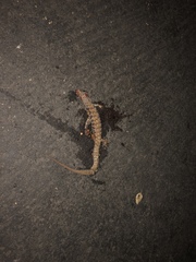 Elgaria multicarinata