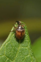 Nanophyes brevis