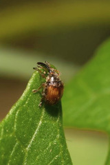 Nanophyes brevis