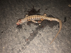 Elgaria multicarinata