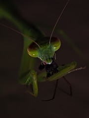Tenodera sinensis