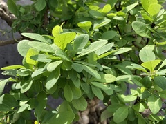 Berberis canadensis