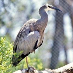 Egretta novaehollandiae