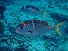 Redfin Emperor photo 4