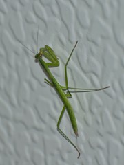 Tenodera sinensis