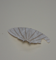 Urapteroides astheniata