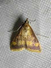 Pyrausta onythesalis