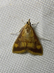 Pyrausta onythesalis