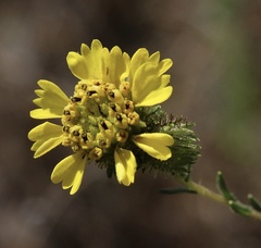 Holocarpha macradenia