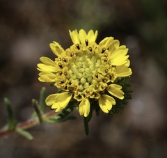 Holocarpha macradenia