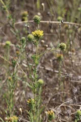 Holocarpha macradenia