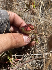 Contarinia zauschneriae