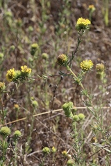 Holocarpha macradenia
