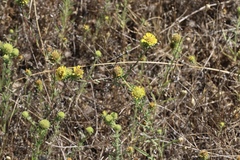 Holocarpha macradenia