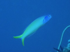 Hoplolatilus starcki