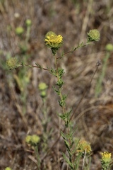 Holocarpha macradenia