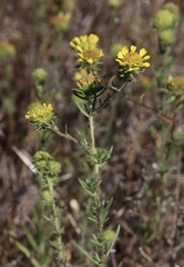 Holocarpha macradenia