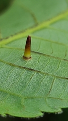 Caryomyia subulata