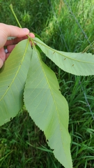Caryomyia subulata