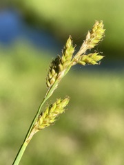 Carex praeceptorum