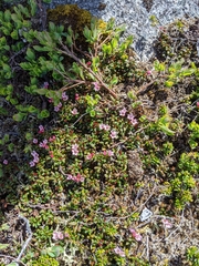 Kalmia procumbens