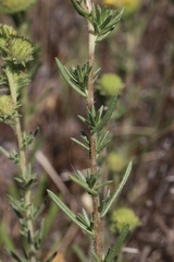 Holocarpha macradenia