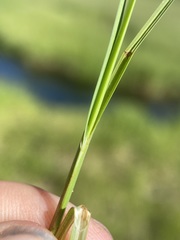 Carex praeceptorum