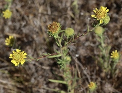 Holocarpha macradenia