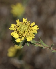 Holocarpha macradenia