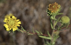 Holocarpha macradenia