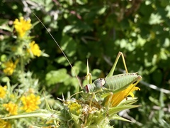 Ephippiger discoidalis