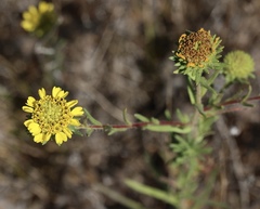 Holocarpha macradenia