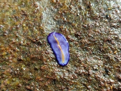 Pseudoceros galatheensis