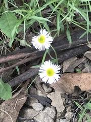 Erigeron longipes