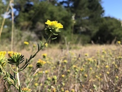 Holocarpha macradenia
