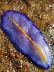 Pseudoceros galatheensis