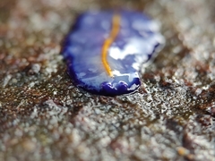 Pseudoceros galatheensis