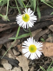 Erigeron longipes