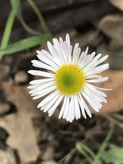 Erigeron longipes