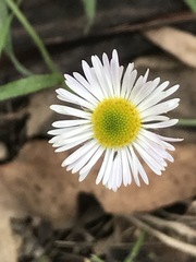 Erigeron longipes