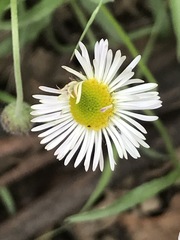 Erigeron longipes