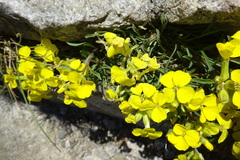 Erysimum duriaei pyrenaicum