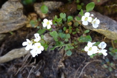 Cardamine resedifolia