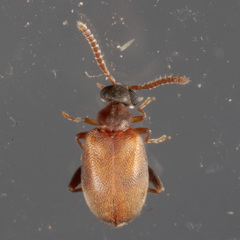 Aderus brunnipennis