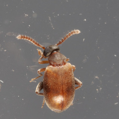 Aderus brunnipennis