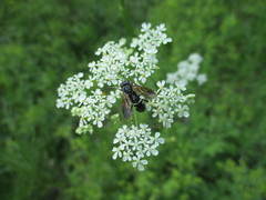 Tenthredo bifasciata