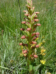 Disa brevicornis