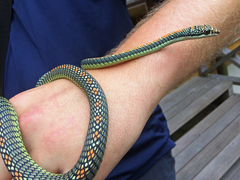 Chrysopelea paradisi